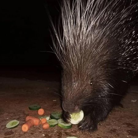 Porcupine Camp Kamanjab Hotel Eksteriør billede