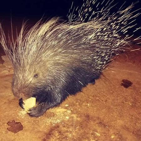 Porcupine Camp Kamanjab Hotel Eksteriør billede